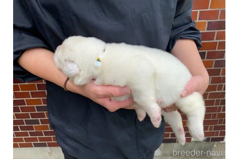 成約済の千葉県のグレートピレニーズ-313615の16枚目